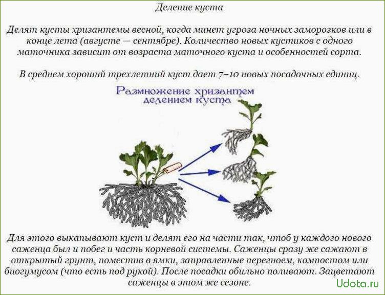 Методы размножения хризантем