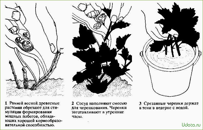 Методы размножения хризантем