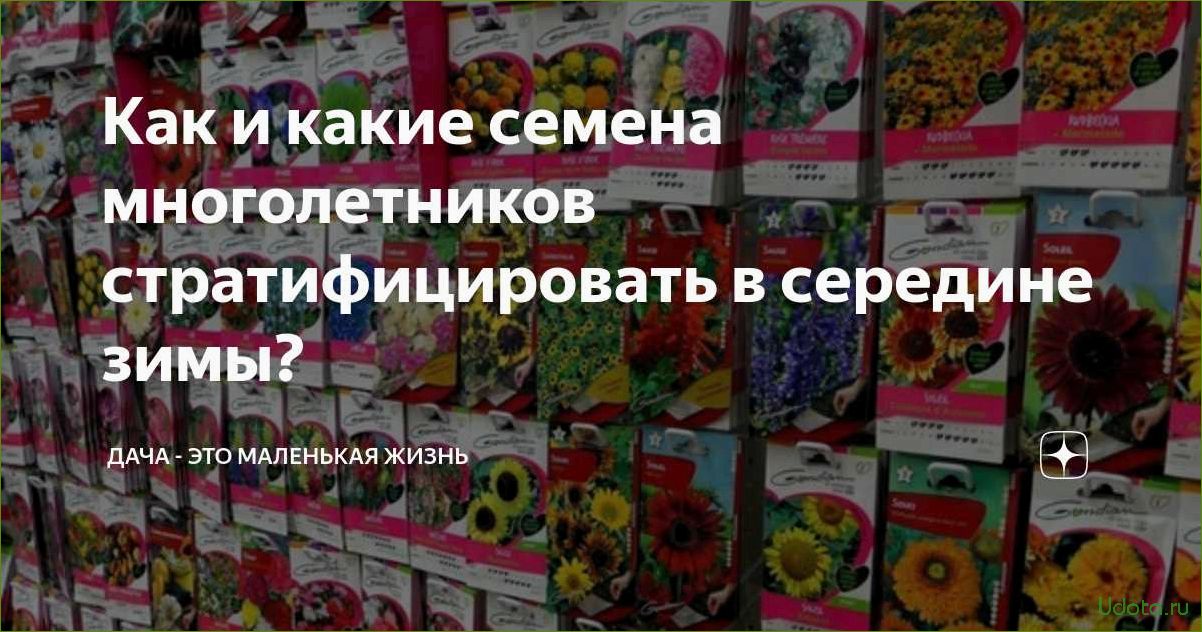 Стратификация семян многолетников: преимущества и методы