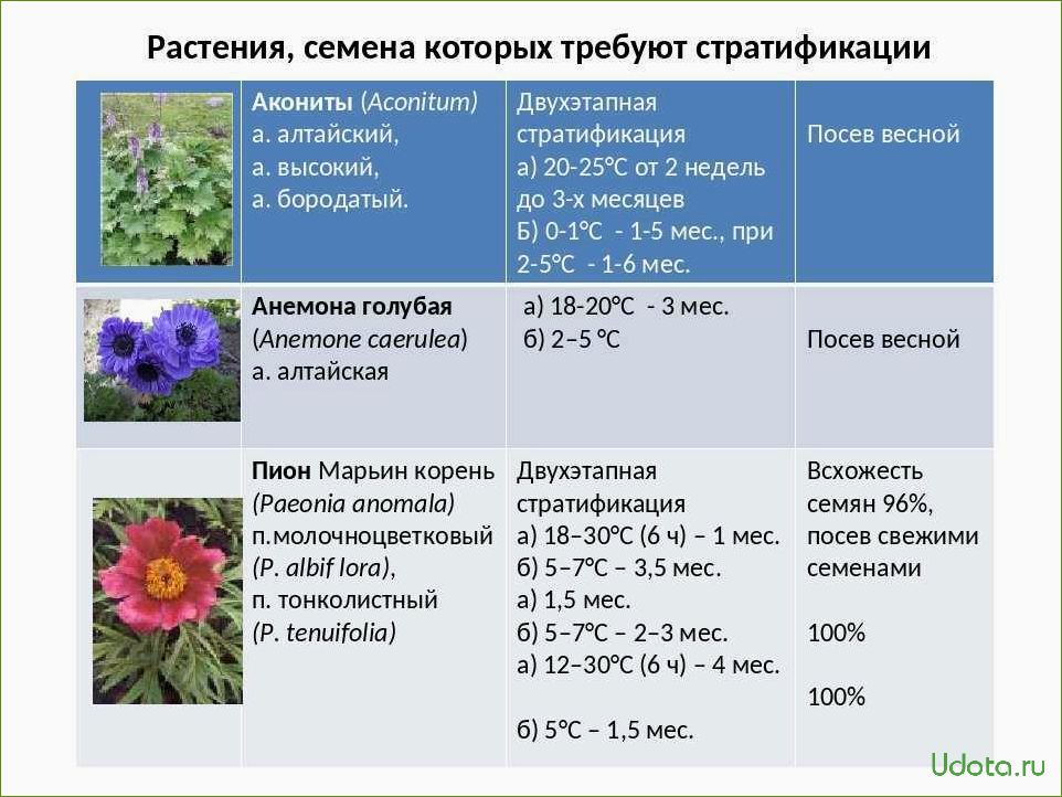 Стратификация семян многолетников: преимущества и методы