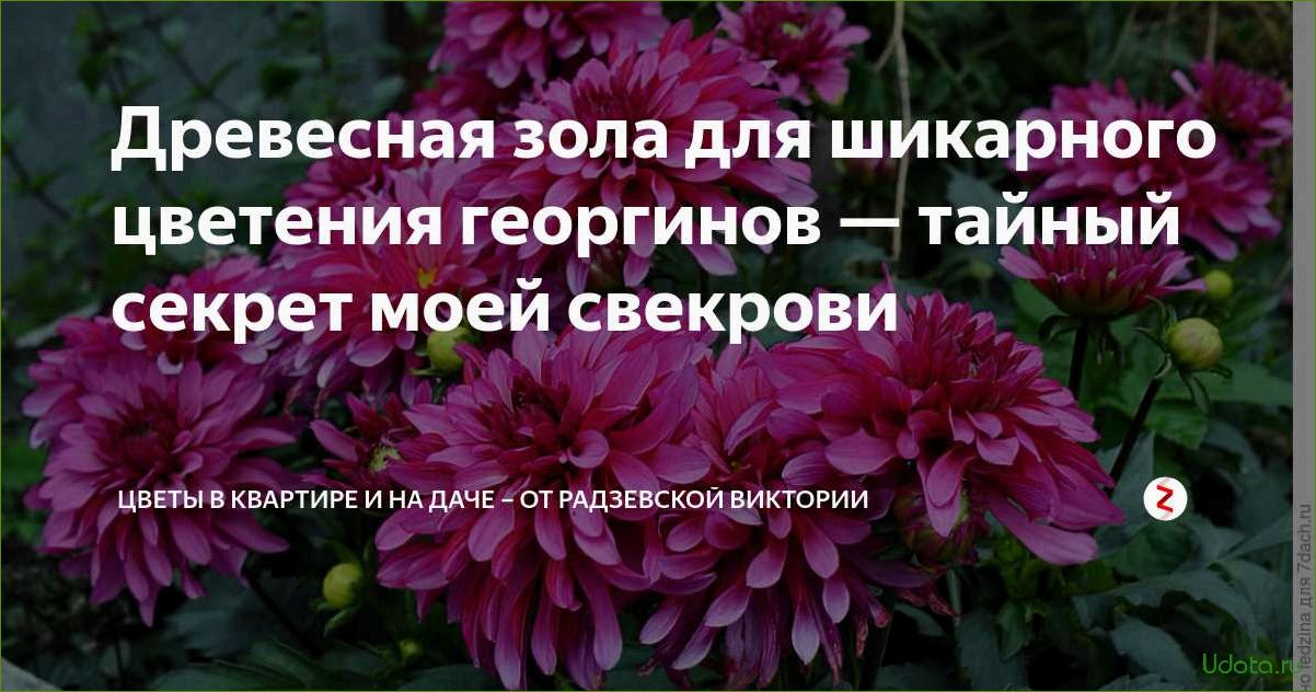 Как поливать и удобрять георгины для пышного цветения