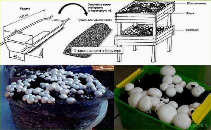 Выращивание шампиньонов в домашних условиях