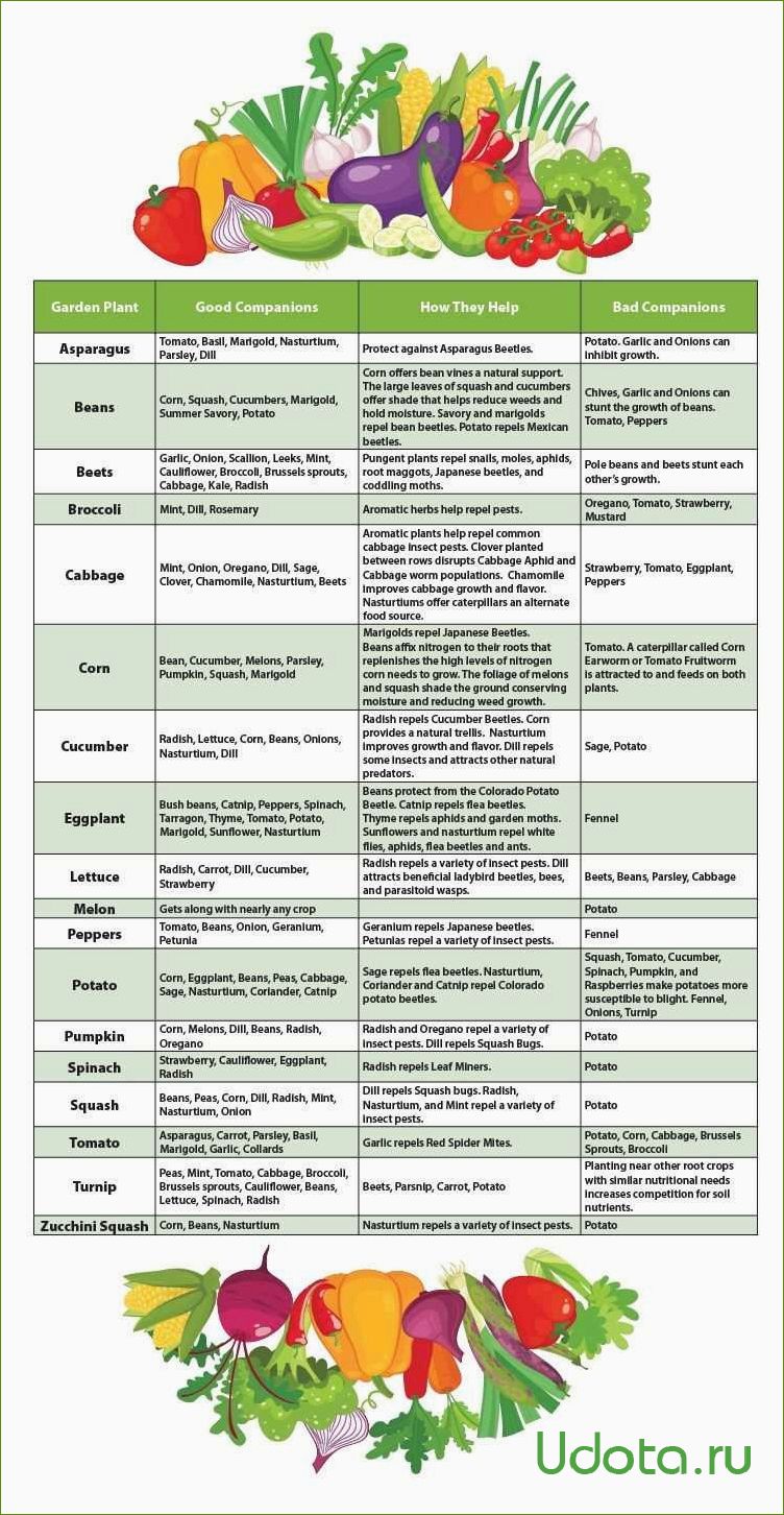 Какие цветы не рекомендуется сажать в огороде