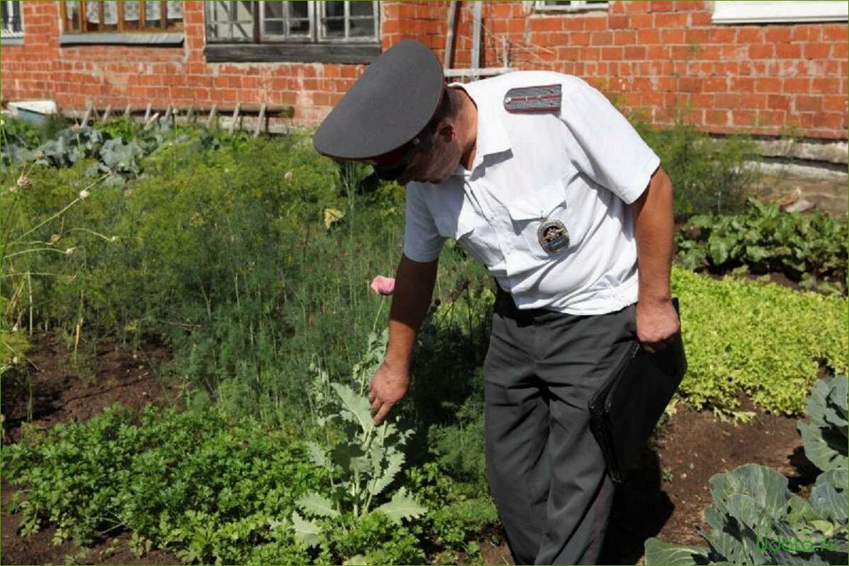 Какие цветы не рекомендуется сажать в огороде