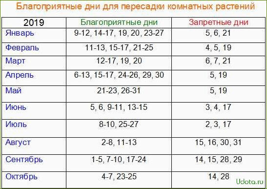 Когда пересаживать комнатные цветы: подготовка и выбор времени