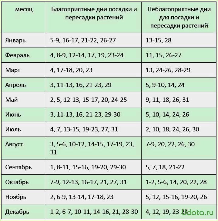 Когда пересаживать комнатные цветы: подготовка и выбор времени