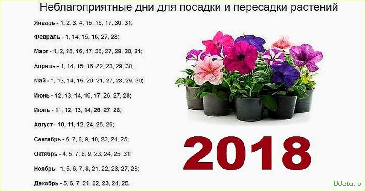 Когда пересаживать комнатные цветы: подготовка и выбор времени