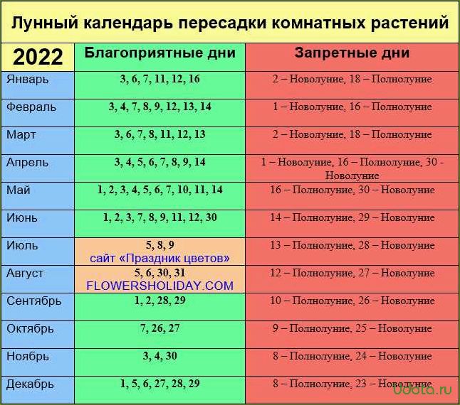 Когда пересаживать комнатные цветы: подготовка и выбор времени