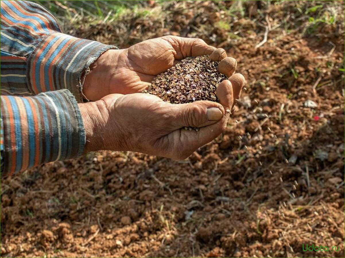 Овощи для подзимнего посева: обзор и рекомендации