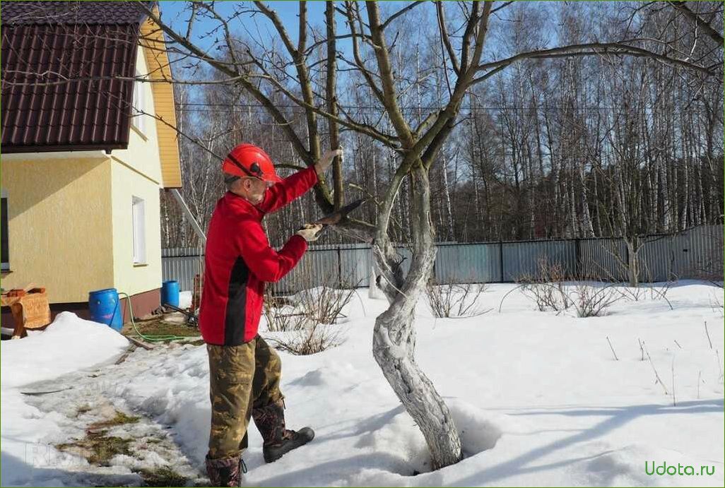 Огород: сезонные работы в январе