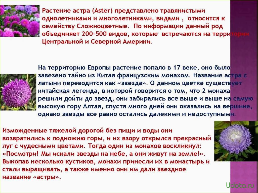 Основные классы и типы однолетних астр