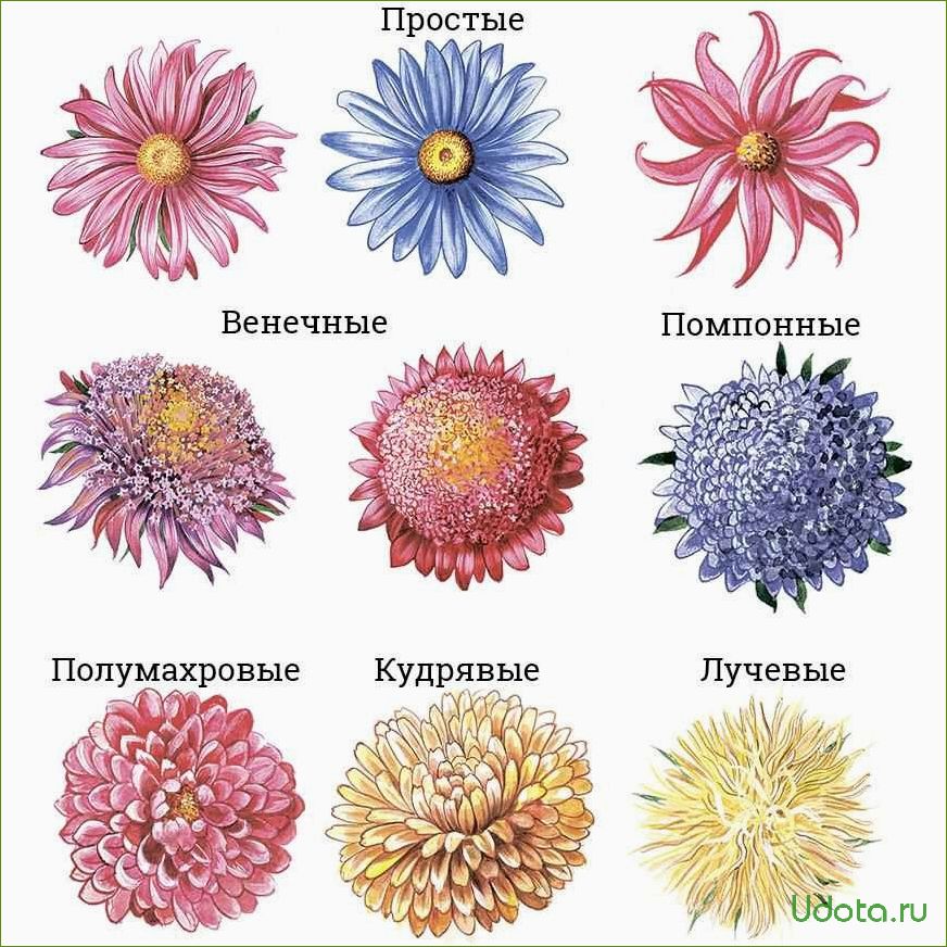 Основные классы и типы однолетних астр