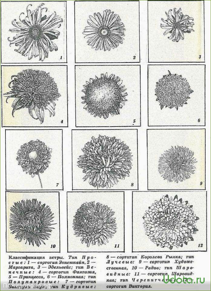 Основные классы и типы однолетних астр