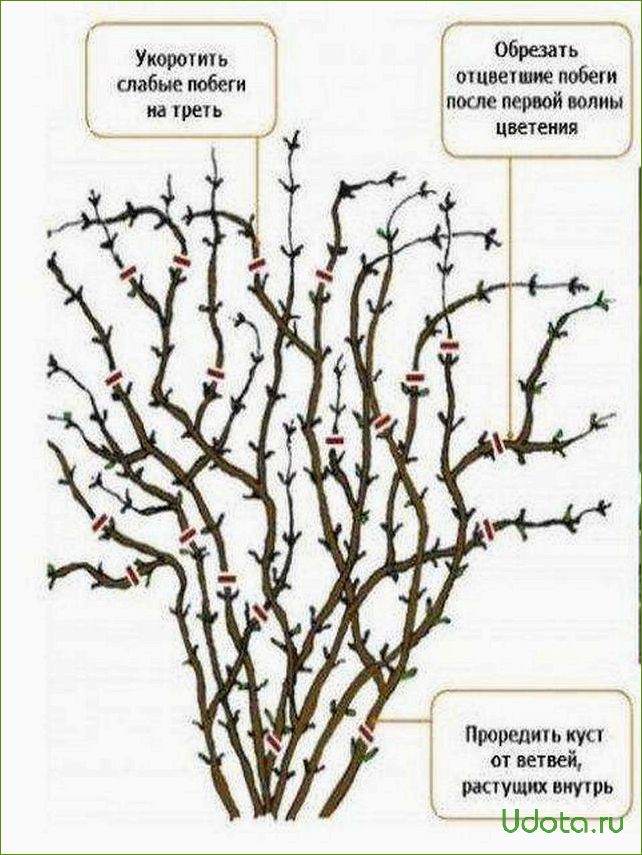 Особенности обрезки клематисов