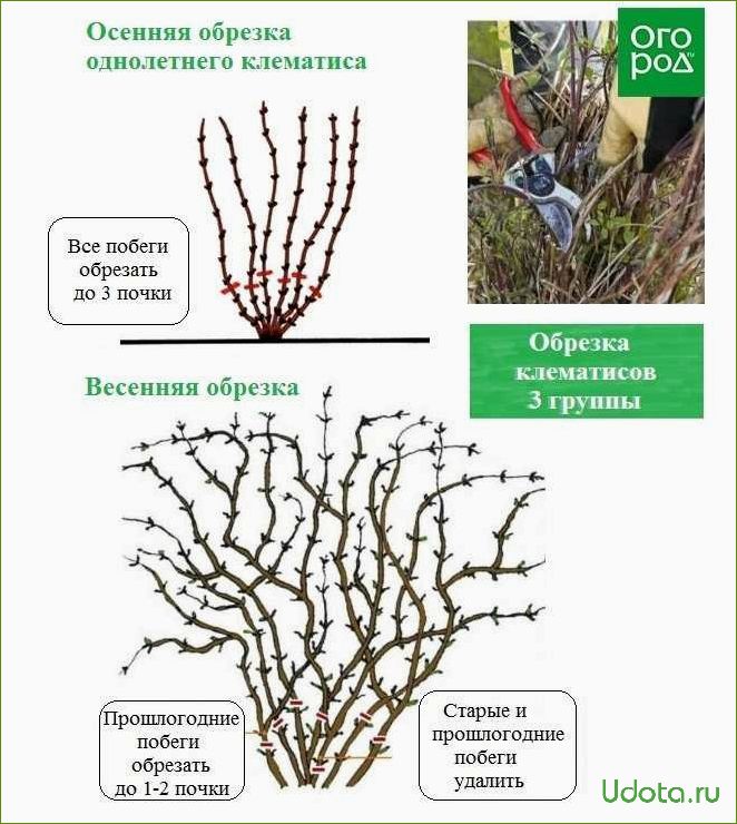 Особенности обрезки клематисов