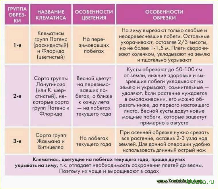 Особенности обрезки клематисов