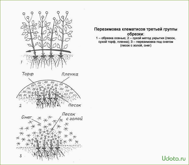 Особенности обрезки клематисов