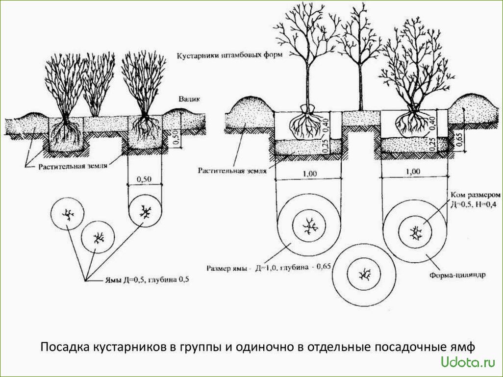 Особенности выращивания деревьев и кустарников в контейнерах