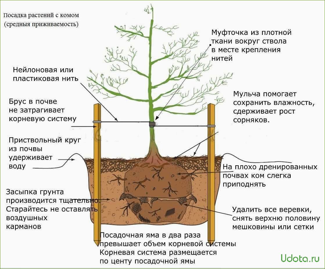 Особенности выращивания деревьев и кустарников в контейнерах