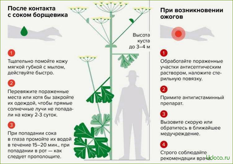 Химический ожог растений: причины возникновения и методы борьбы