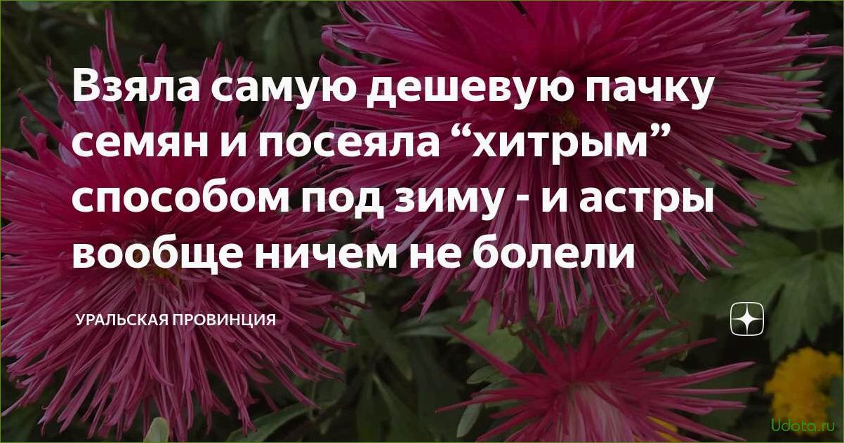 Как собрать и посеять семена кохии под зиму: пошаговая инструкция