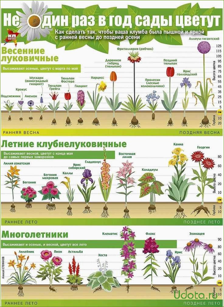 Как сохранить многолетники до высадки в сад