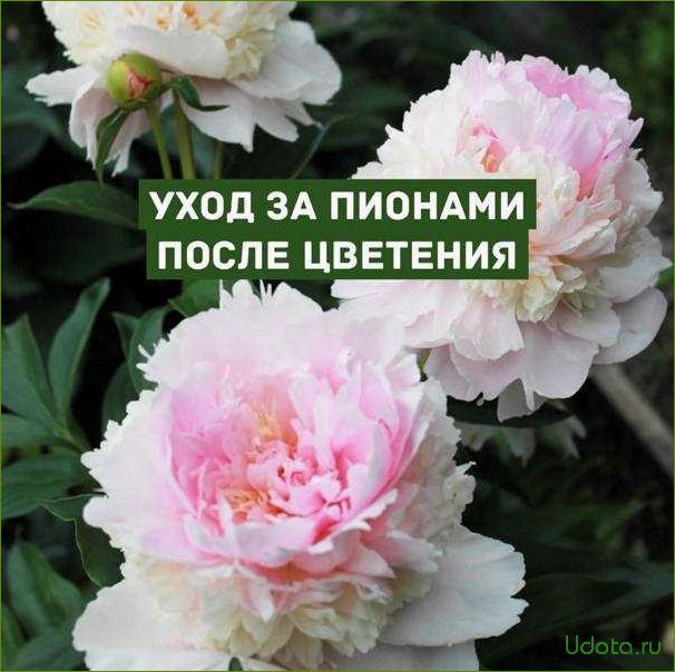 Уход за пионами во время и после цветения: советы и рекомендации