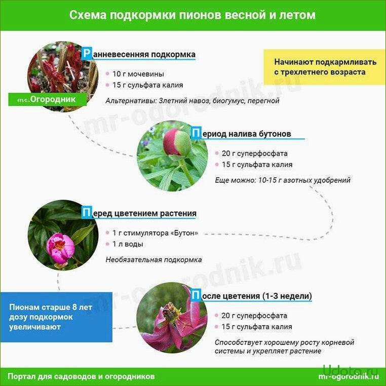 Уход за пионами во время и после цветения: советы и рекомендации