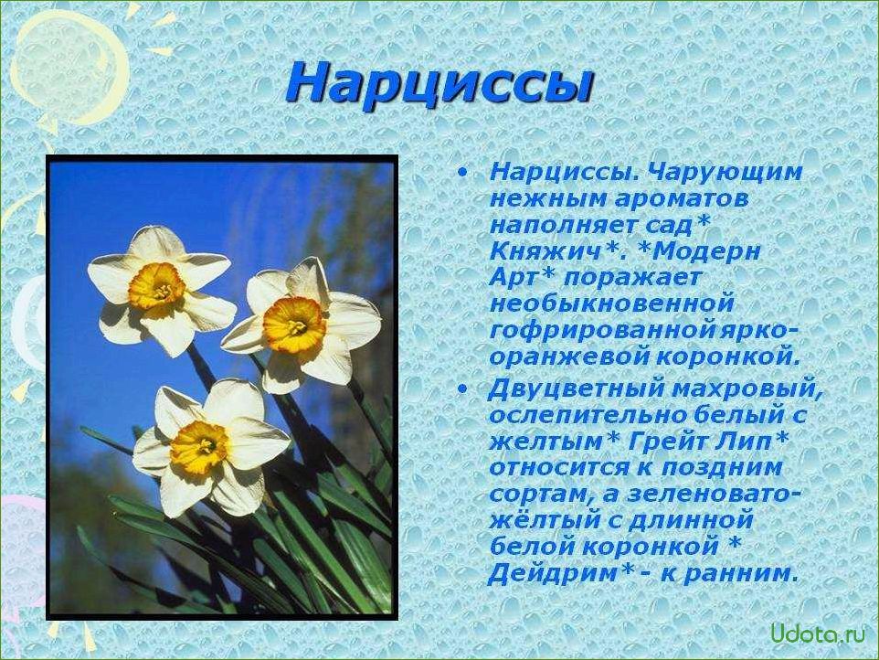 Классификация нарциссов