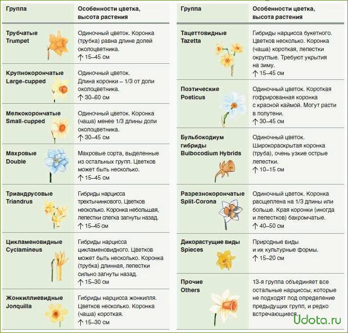 Классификация нарциссов