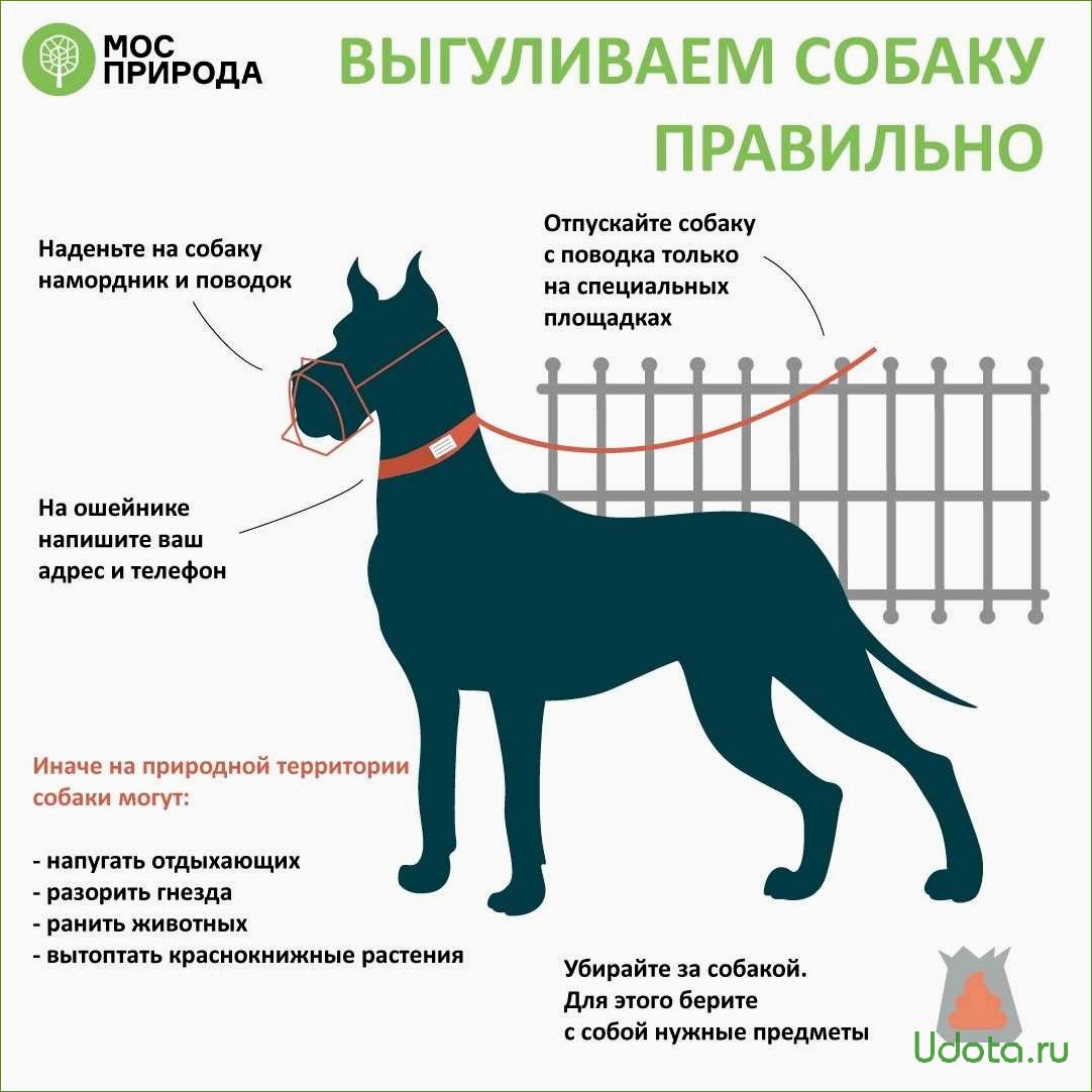 Опасные соблазны для домашних собак на даче: как защитить питомца