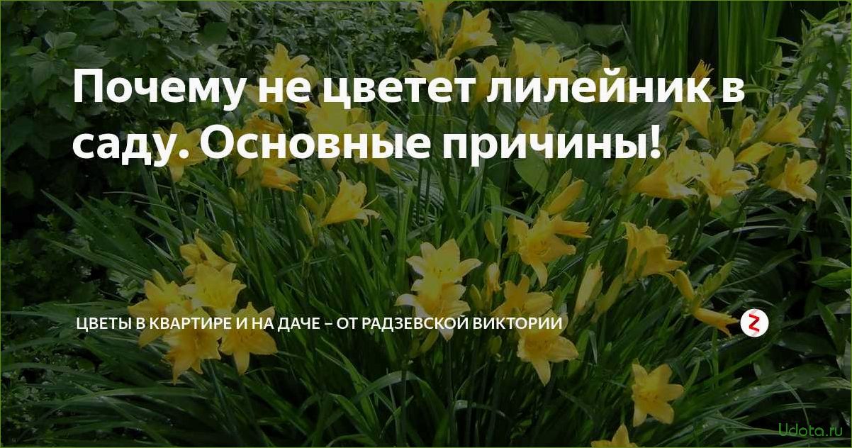 Почему лилейник не цветет и как это поскорее исправить