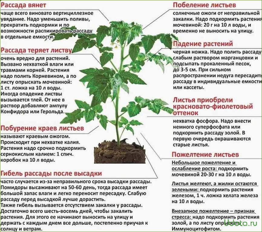 Почему загнивает рассада и как этого избежать: 10 советов от бывалого огородника