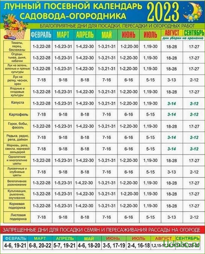 Посев капусты на рассаду и в грунт по народному и лунному календарю 2024 года