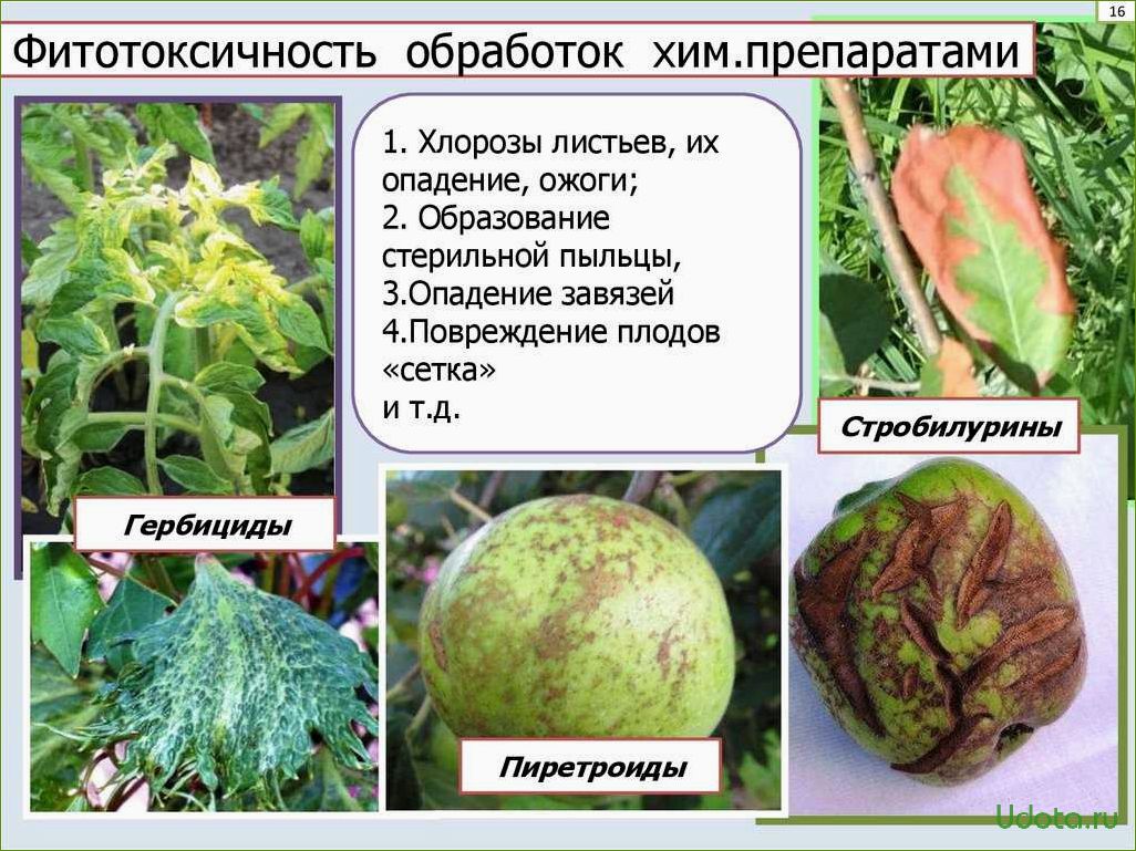 Химический ожог растений: причины возникновения и методы борьбы