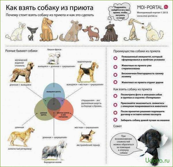 Как правильно выбрать собаку из приюта