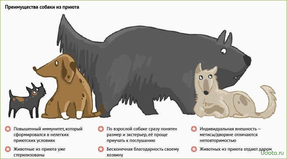 Как правильно выбрать собаку из приюта