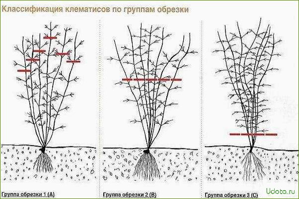 25 самых красивых и зимостойких сортов клематисов 3 группы обрезки