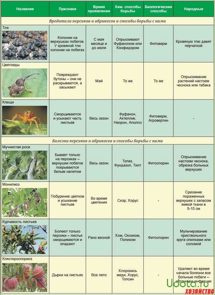 Основные болезни плодового сада: краткий определитель