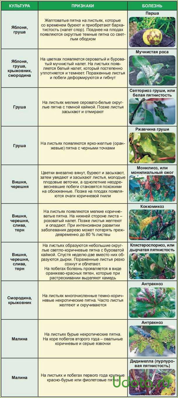 Основные болезни плодового сада: краткий определитель