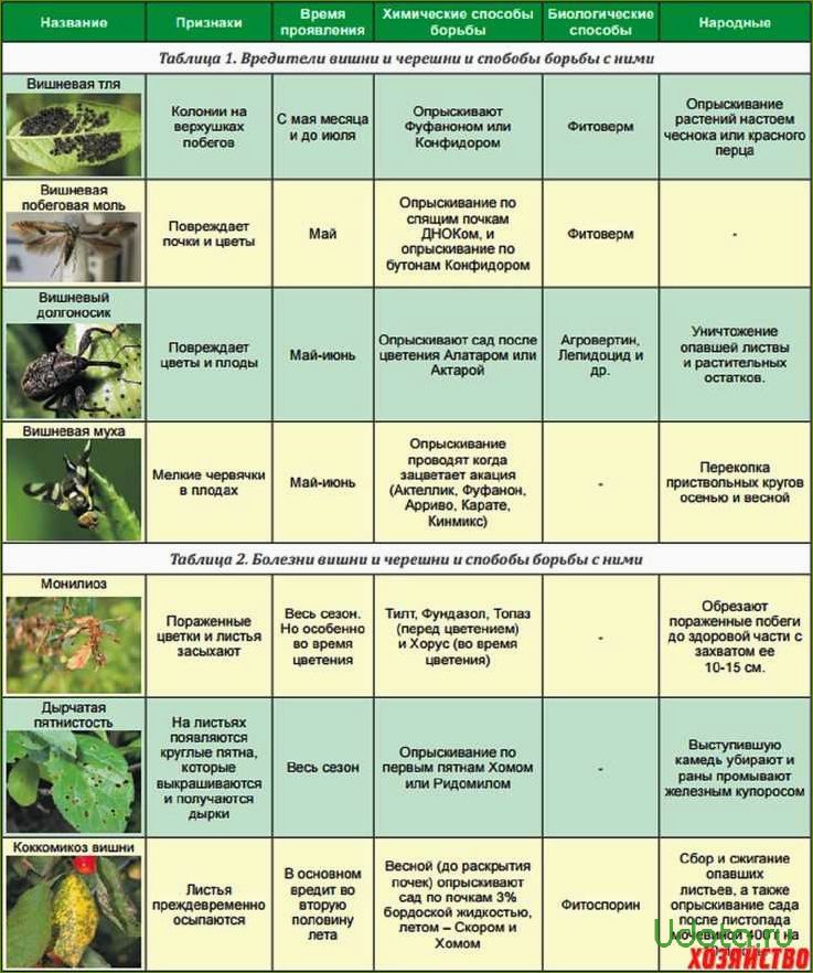 Основные болезни плодового сада: краткий определитель