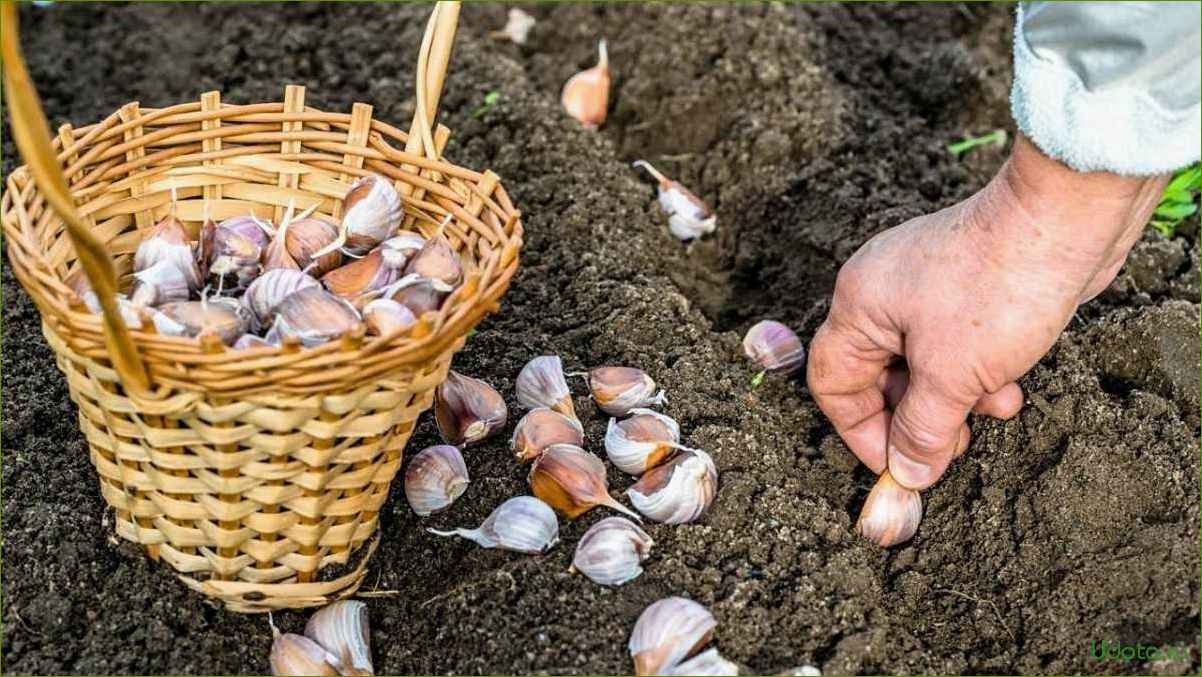 Список цветов и овощей для посадки осенью и сеяния под зиму