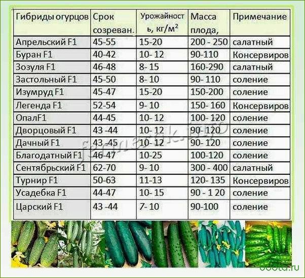 Сорта огурцов для посадки в теплицу и открытый грунт: как выбрать и не разочароваться