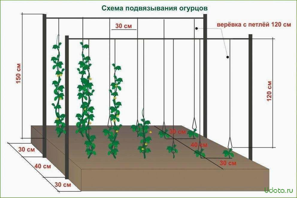 Сорта огурцов для посадки в теплицу и открытый грунт: как выбрать и не разочароваться