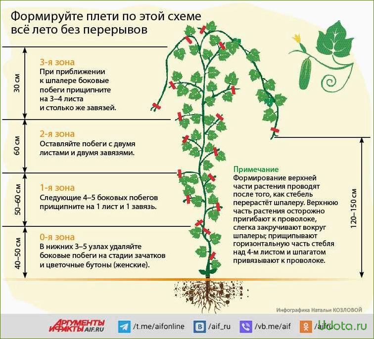 Сорта огурцов для посадки в теплицу и открытый грунт: как выбрать и не разочароваться