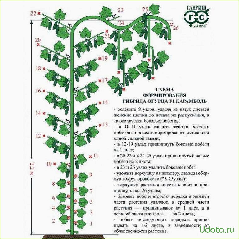 Сорта огурцов для посадки в теплицу и открытый грунт: как выбрать и не разочароваться