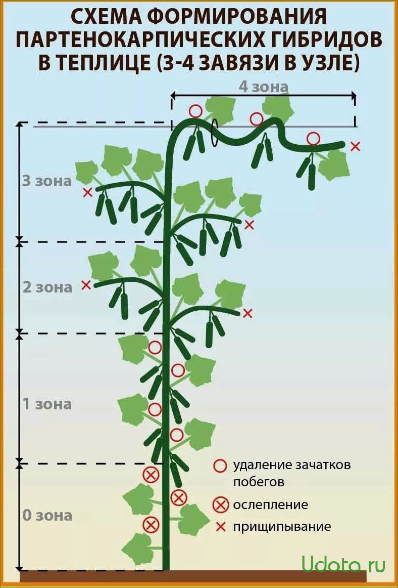 Сорта огурцов для посадки в теплицу и открытый грунт: как выбрать и не разочароваться