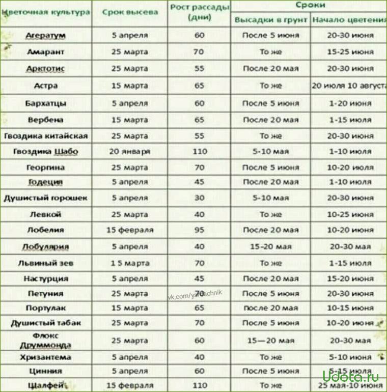 Сроки посева семян овощей на рассаду: как самому рассчитать сроки посева
