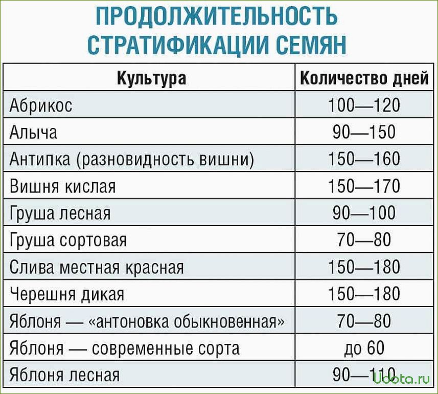 Стратификация семян: особенности и методы