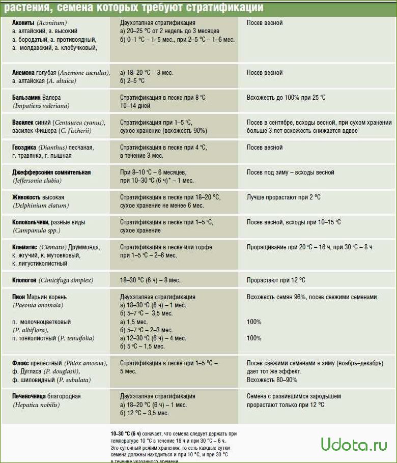 Стратификация семян: особенности и методы